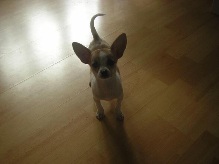 {{currentPhoto.altText}} billede {{currentPhoto.number}}