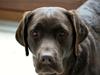 Labrador retriever Lab Luna´s Enestående Liva