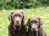 Labrador retriever LabLunas Buldrende Bufas (Ludvig)