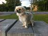 Tibetansk spaniel Sorba