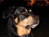 Blanding af racer Chico R.I.P 5/12/2011 :´( [ Himmelhund]