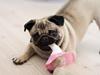 Mops Thilde