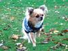 Chihuahua Gipsy