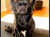 Chihuahua tess