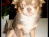 Chihuahua buff