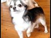 Chihuahua migo
