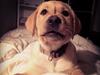 Labrador retriever Carlos