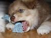 Finsk lapphund Elvis