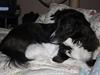 Blanding af racer Klunte-Hunden