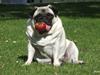 Mops OdA