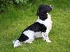 Field Trial spaniel Sacho