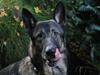 Schæferhund Hajens Punktum aka. Zeiss