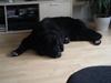 Newfoundlænder R.I.P Ludwig [ Himmelhund]