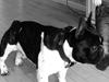 Fransk bulldog Cody