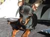 Dvaergpinscher Dobber