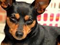 Dvaergpinscher Asta