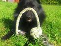 Schipperke Pri-wat Emil (Ludo)