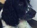 Engelsk springer spaniel Keira