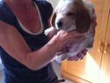 Basset hound Bella ( Disco Girl )