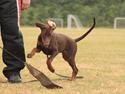Dobermann Pippi vom Ferrenberg