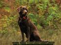 Labrador retriever Nougat