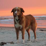 Nova scotia duck tolling retriever Saga