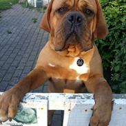 Dogue de bordeaux Hedvig