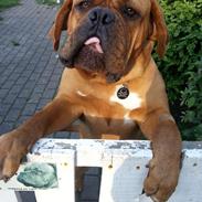 Dogue de bordeaux Hedvig