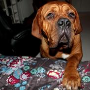 Dogue de bordeaux Hedvig