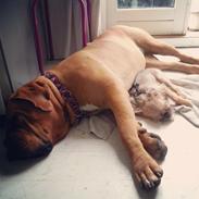 Dogue de bordeaux Hedvig