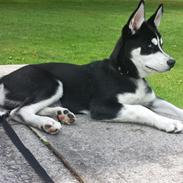 Siberian husky Diesel