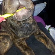 Blanding af racer Verner