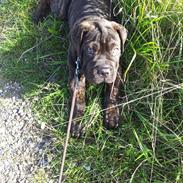 Blanding af racer Verner