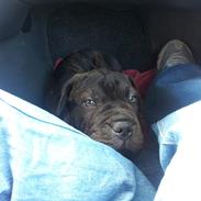 Blanding af racer Verner