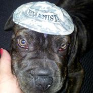 Blanding af racer Verner