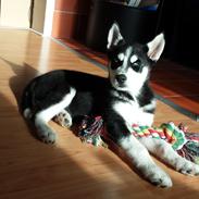 Siberian husky Diesel