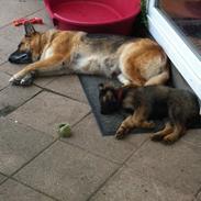 Schæferhund Alt Deutsche ZUKI von Kaos