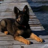 Schæferhund Alt Deutsche ZUKI von Kaos