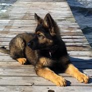 Schæferhund Alt Deutsche ZUKI von Kaos