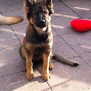 Schæferhund Alt Deutsche ZUKI von Kaos