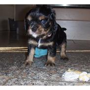 Cavalier king charles spaniel Siff