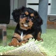 Cavalier king charles spaniel Siff