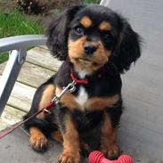 Cavalier king charles spaniel Siff