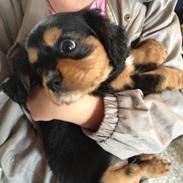 Cavalier king charles spaniel Siff