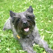 Cairn terrier Mille