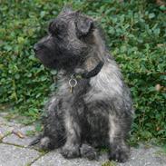 Cairn terrier Mille