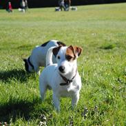 Jack russell terrier Kajsenborg's Jack Sparrow