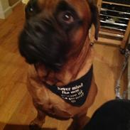 Bullmastiff På stamtavlen, Timon men omdøbt troja 