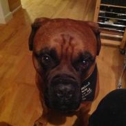 Bullmastiff På stamtavlen, Timon men omdøbt troja 