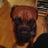 Bullmastiff På stamtavlen, Timon men omdøbt troja 